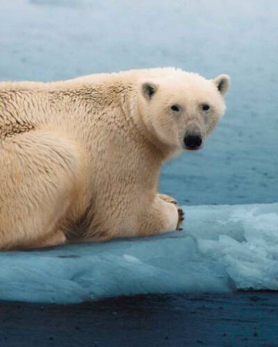 Fabio Zingg Greenland Mammut 5